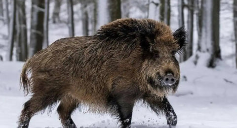 Hog season